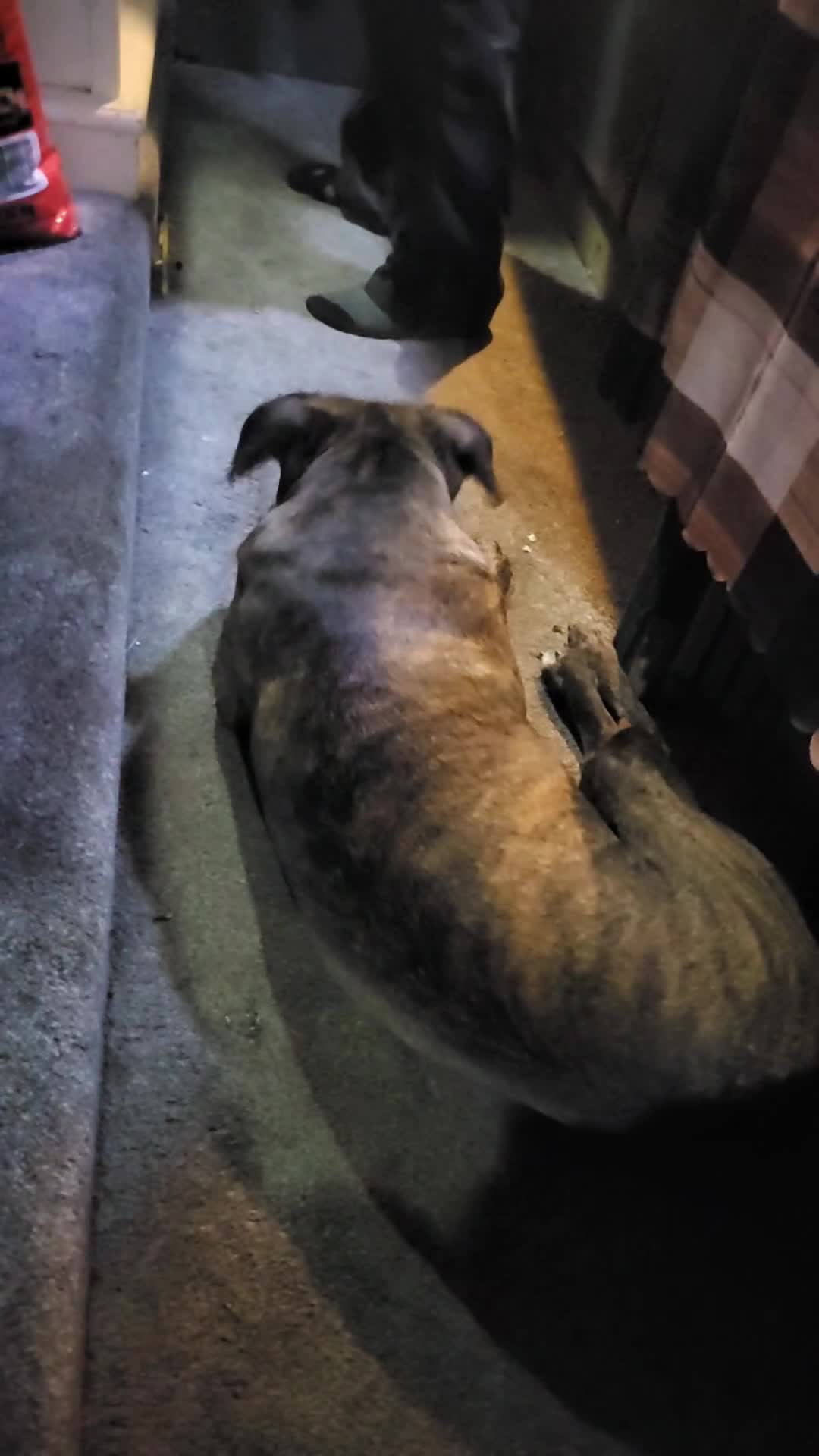 Mixed Breed dogs for sale: 8month old male - Video 2