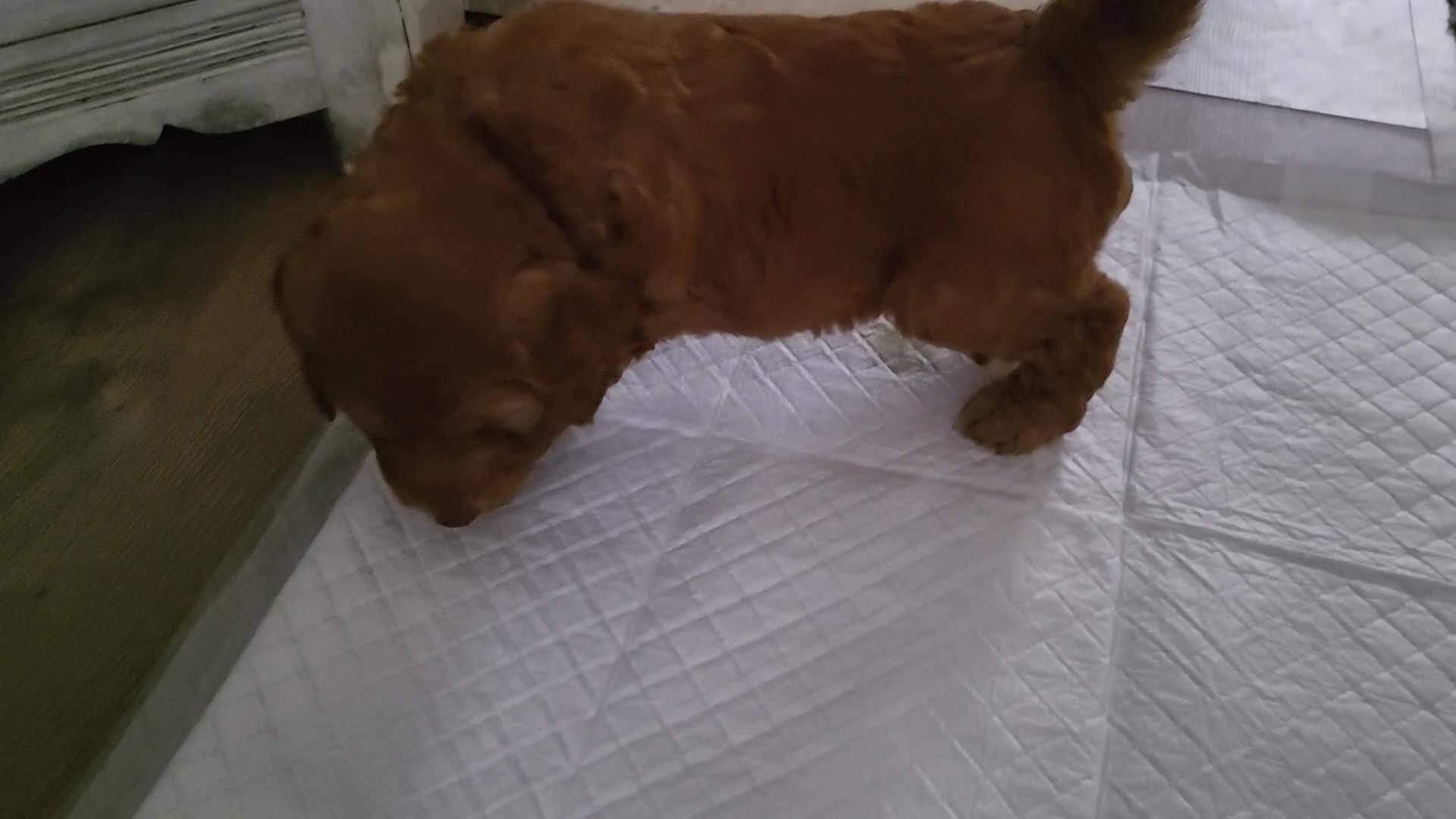 Goldendoodle dogs for sale: Goldendoodle-ONLY THIS BEAUTY LEFT  - Video 1