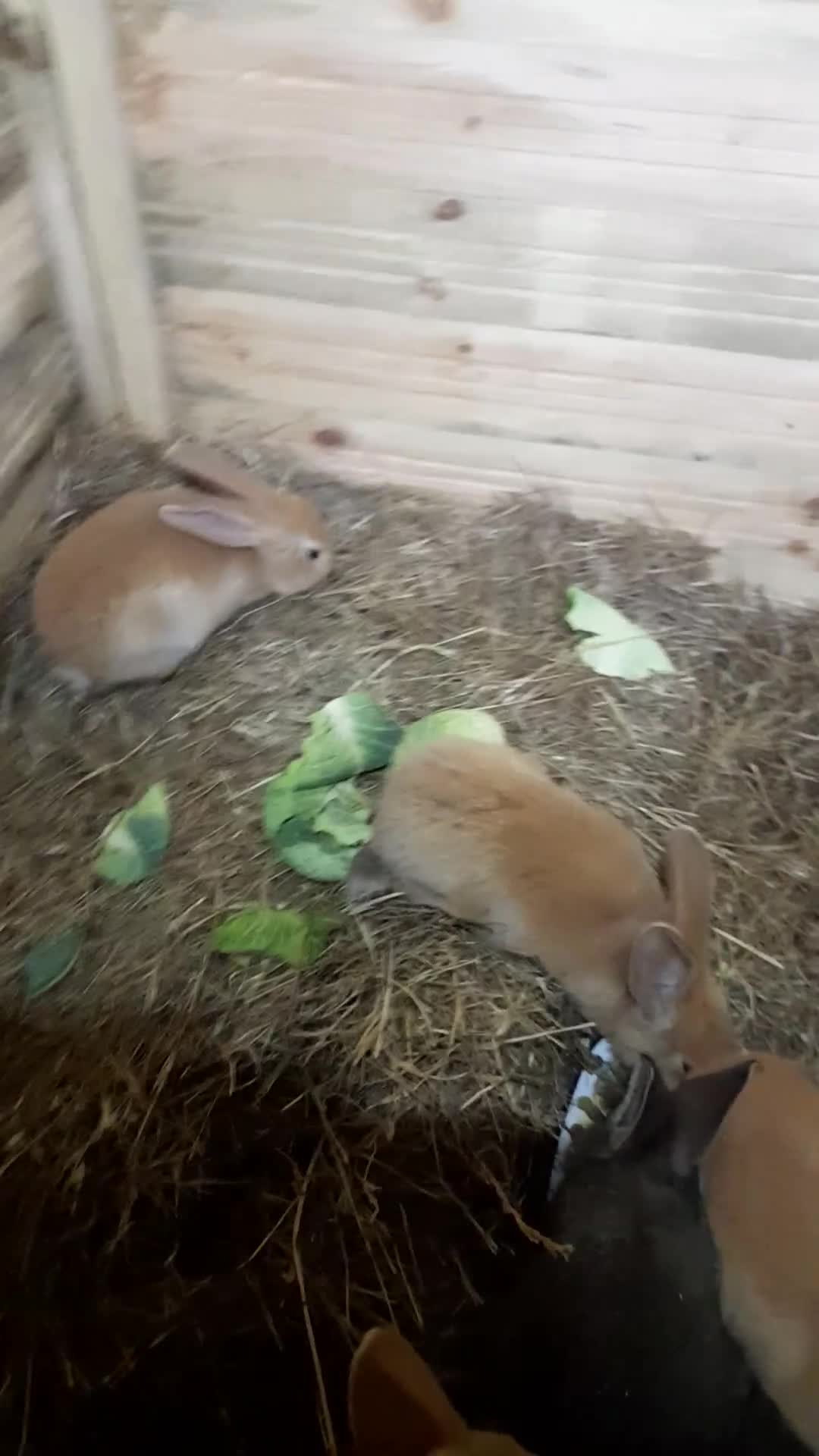 Continental Giant rabbits for sale: Beautiful Pure Continental Giant Babies - Video 2