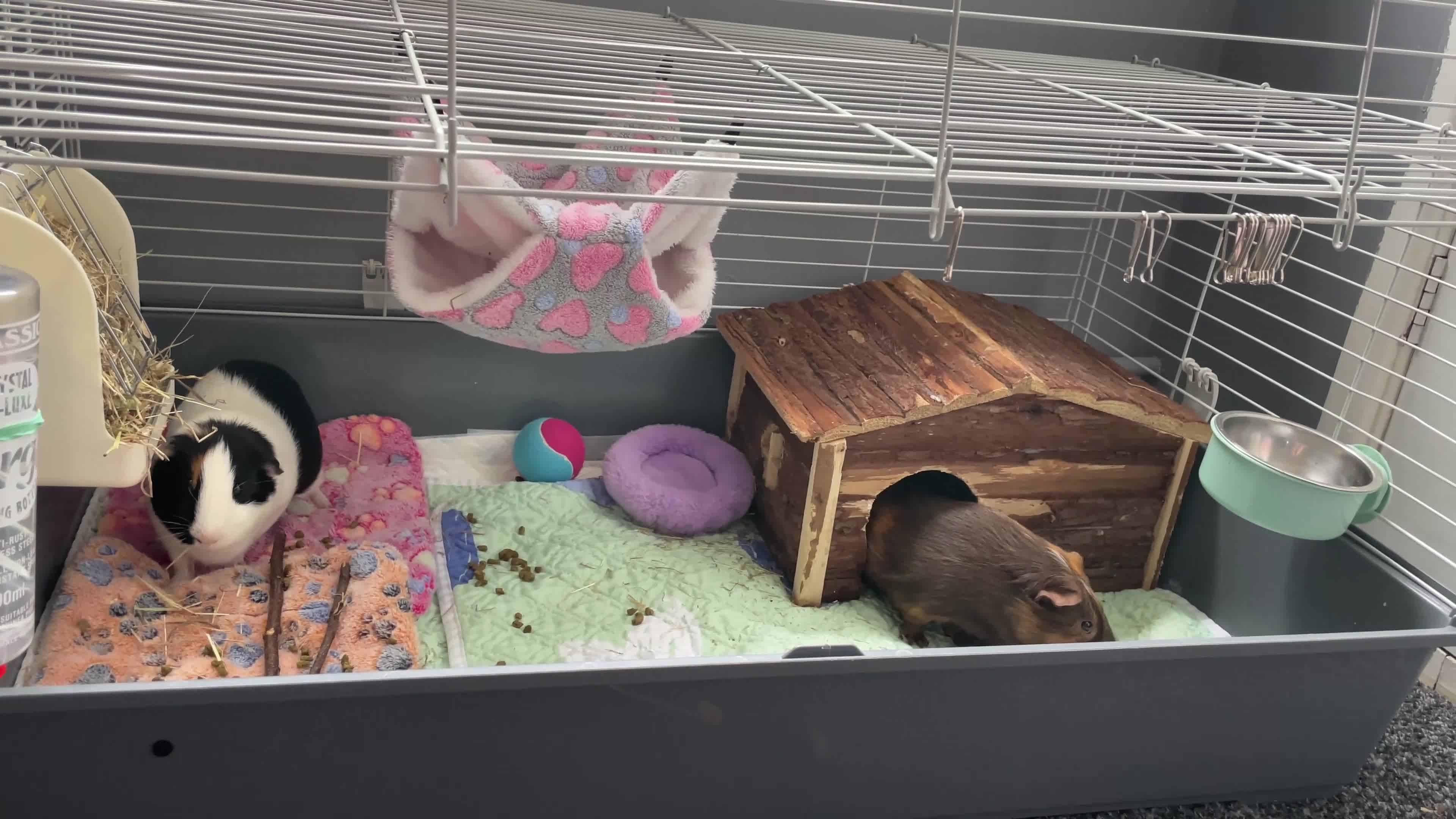 Guinea Pig rodents for sale: Two guinea pig brothers for sale  in Newport - Video 2