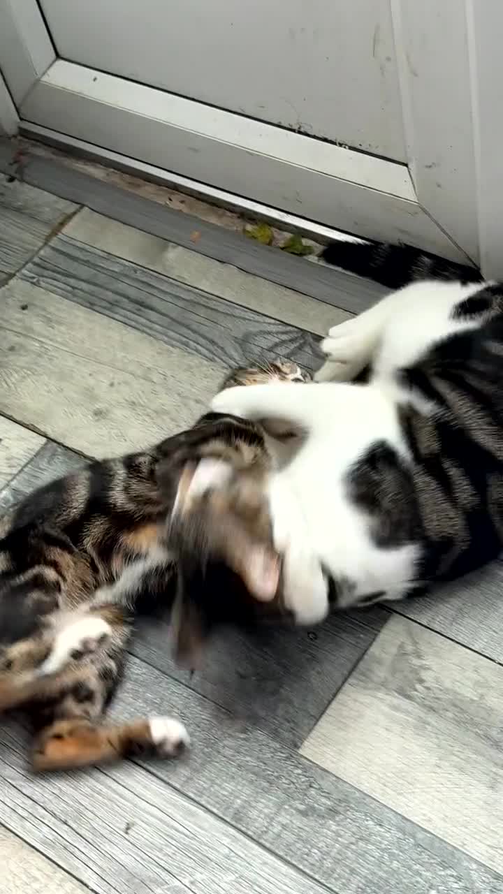 Bengal cats for sale: Brother and sister 7 months old very tiny still - Video 2