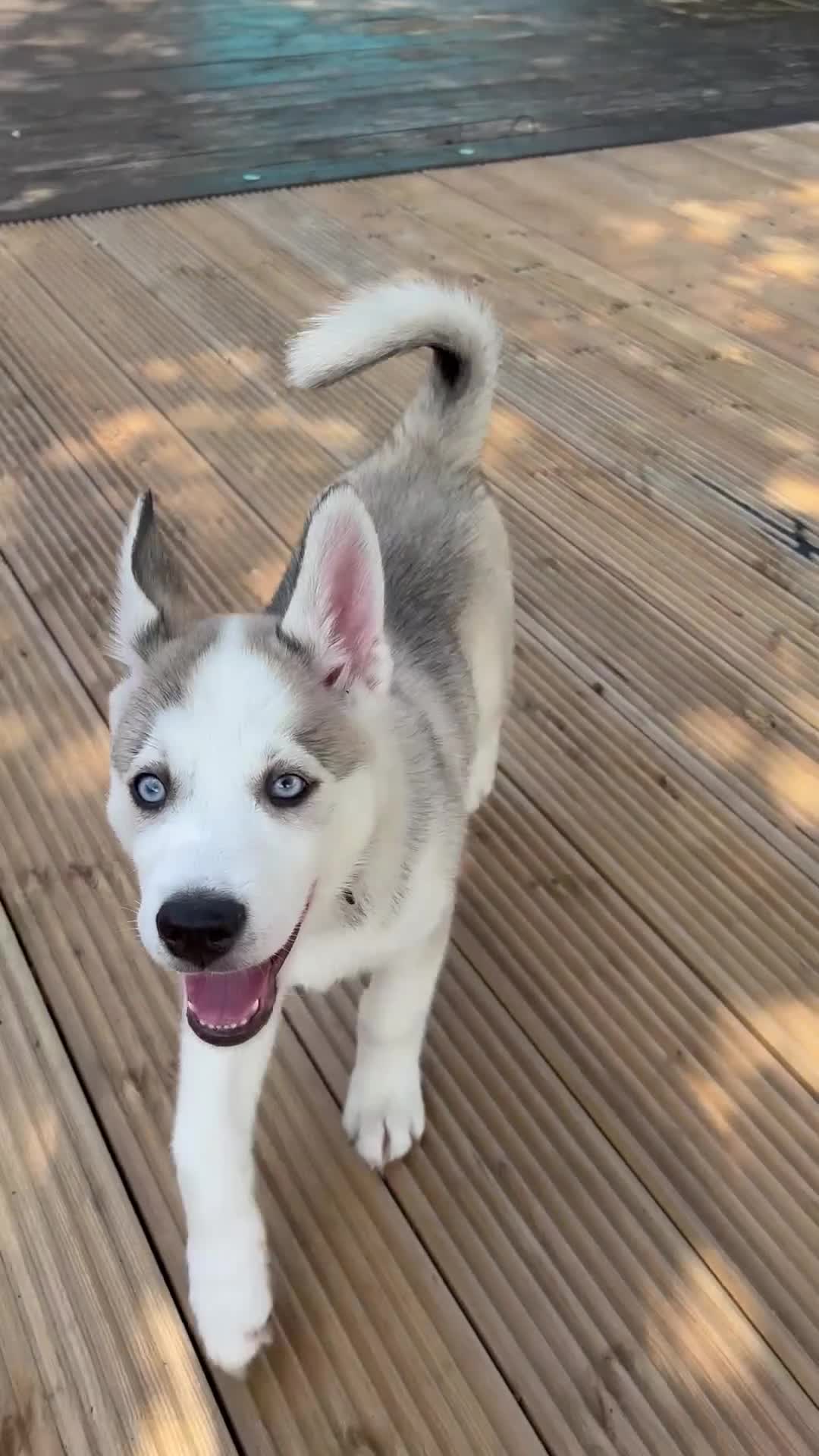 Siberian Husky dogs for sale: LAST Siberian Husky Puppy - Fully Vaccinated - Video 4