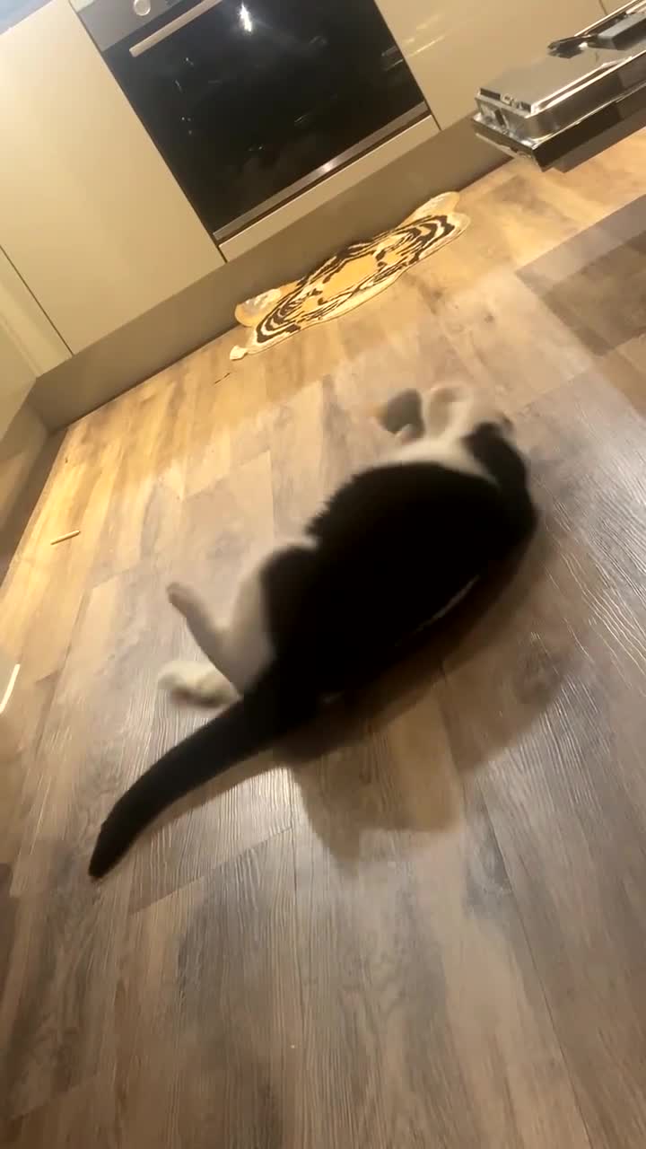 Mixed Breed cats for sale: Black and white tuxedo male  - Video 3
