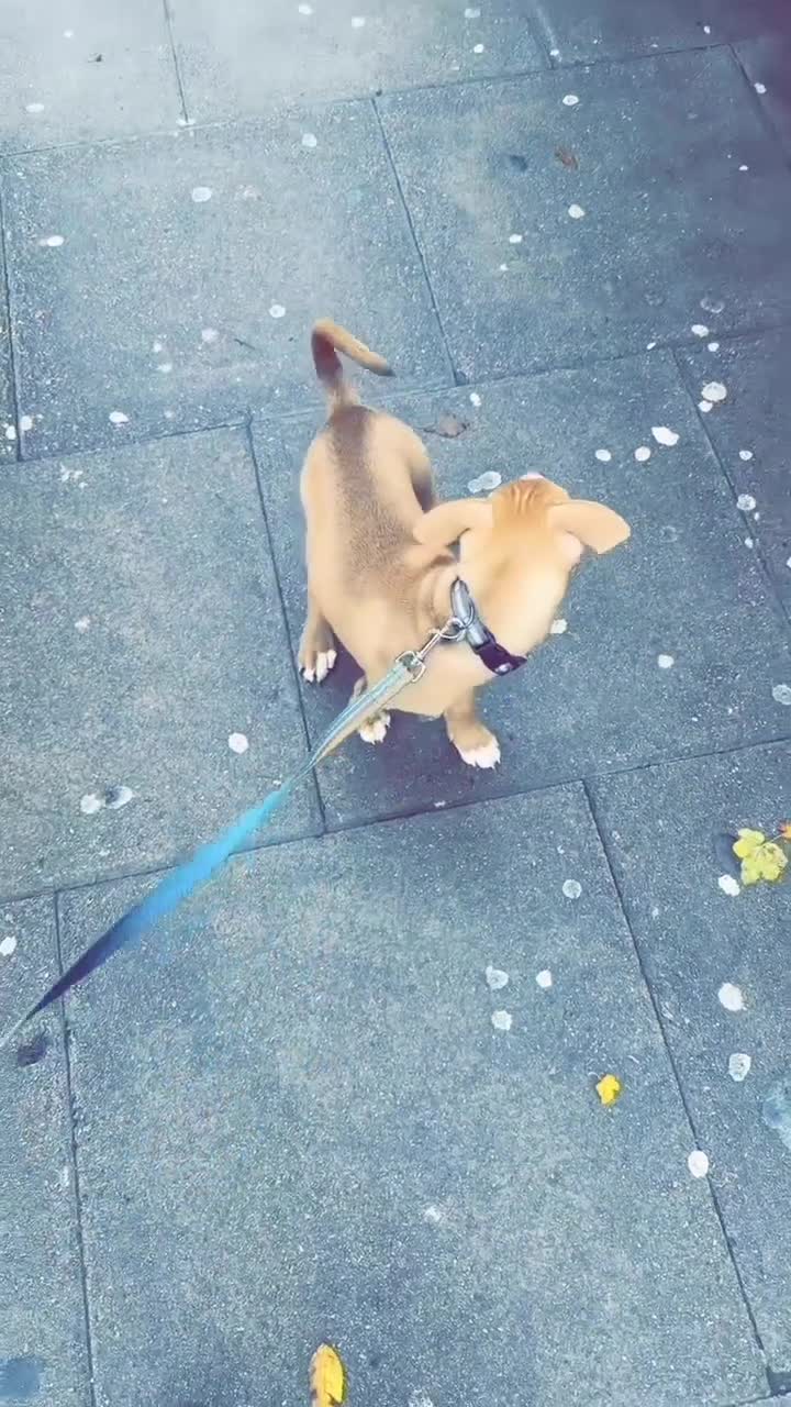 Mixed Breed dogs for sale: 1 puppy  - Video 4