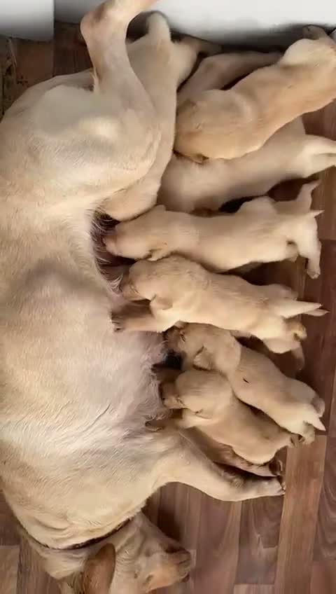 Labrador Retriever dogs for sale: ❤️💫 Superb, chunky, Golden Labrador puppies 💫❤️ in Stourbridge - Video 1