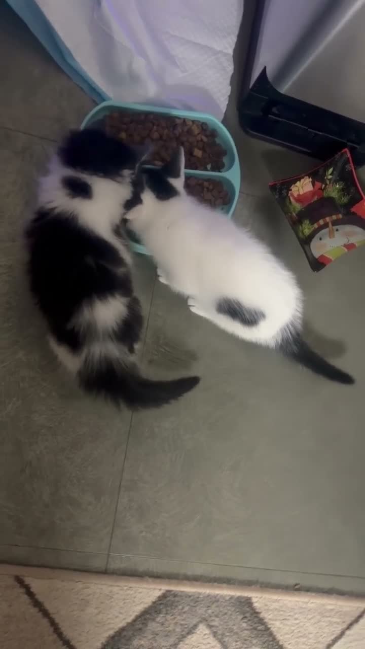 Mixed Breed cats for sale: 😻Looking for forever home😻 - Video 2