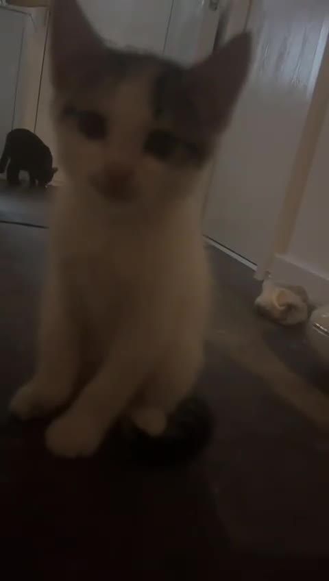 Tibetan cats for sale: Beautiful male kittens on sale - Video 2