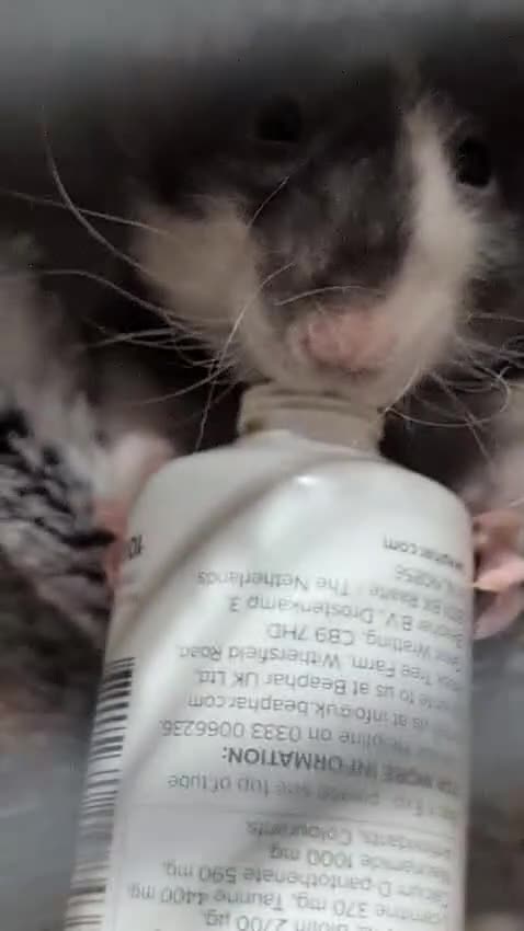 Rat rodents for sale: 2 Female Rats Free to Good Home - Video 1
