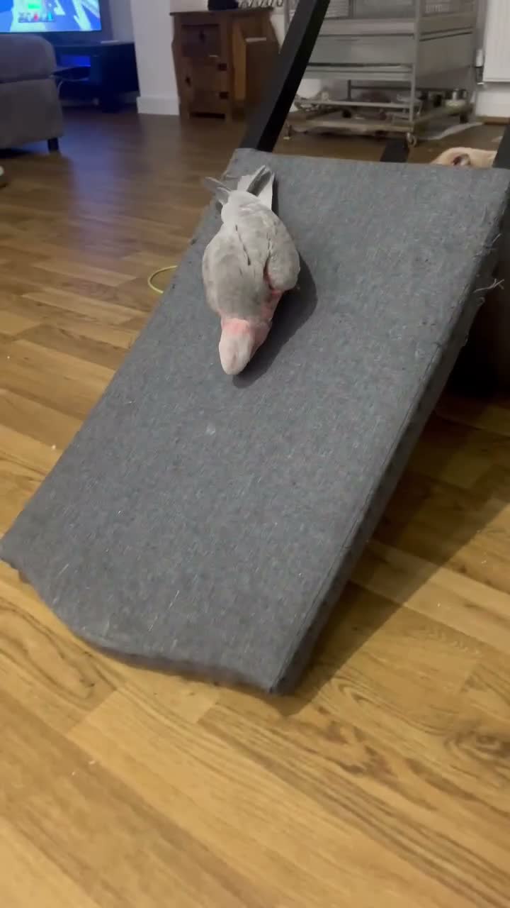 Cockatoo birds for sale: Baby Galah Cockatoo male parrot looking for home in London - Video 1