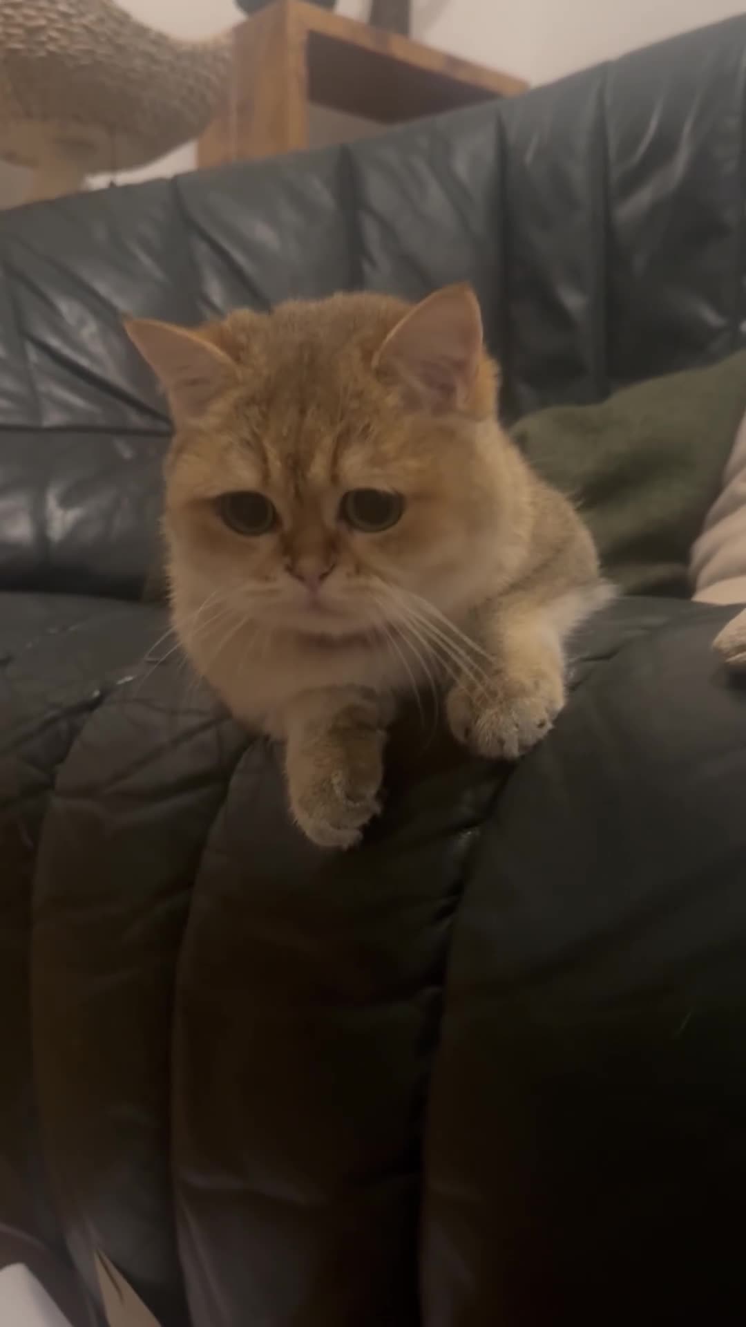 British Shorthair cats for sale: Rare British Shorthair Golden Chinchilla Cat 2yrs - Video 4
