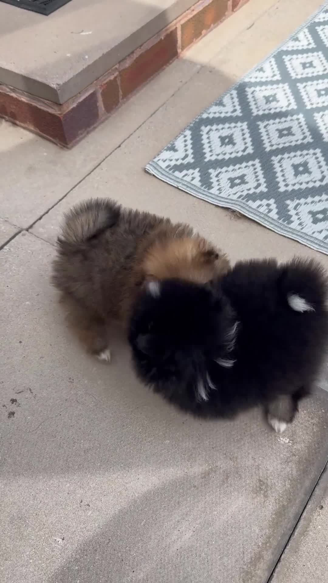 Pomeranian dogs for sale: 2 miniature boy Poms for sale  - Video 1
