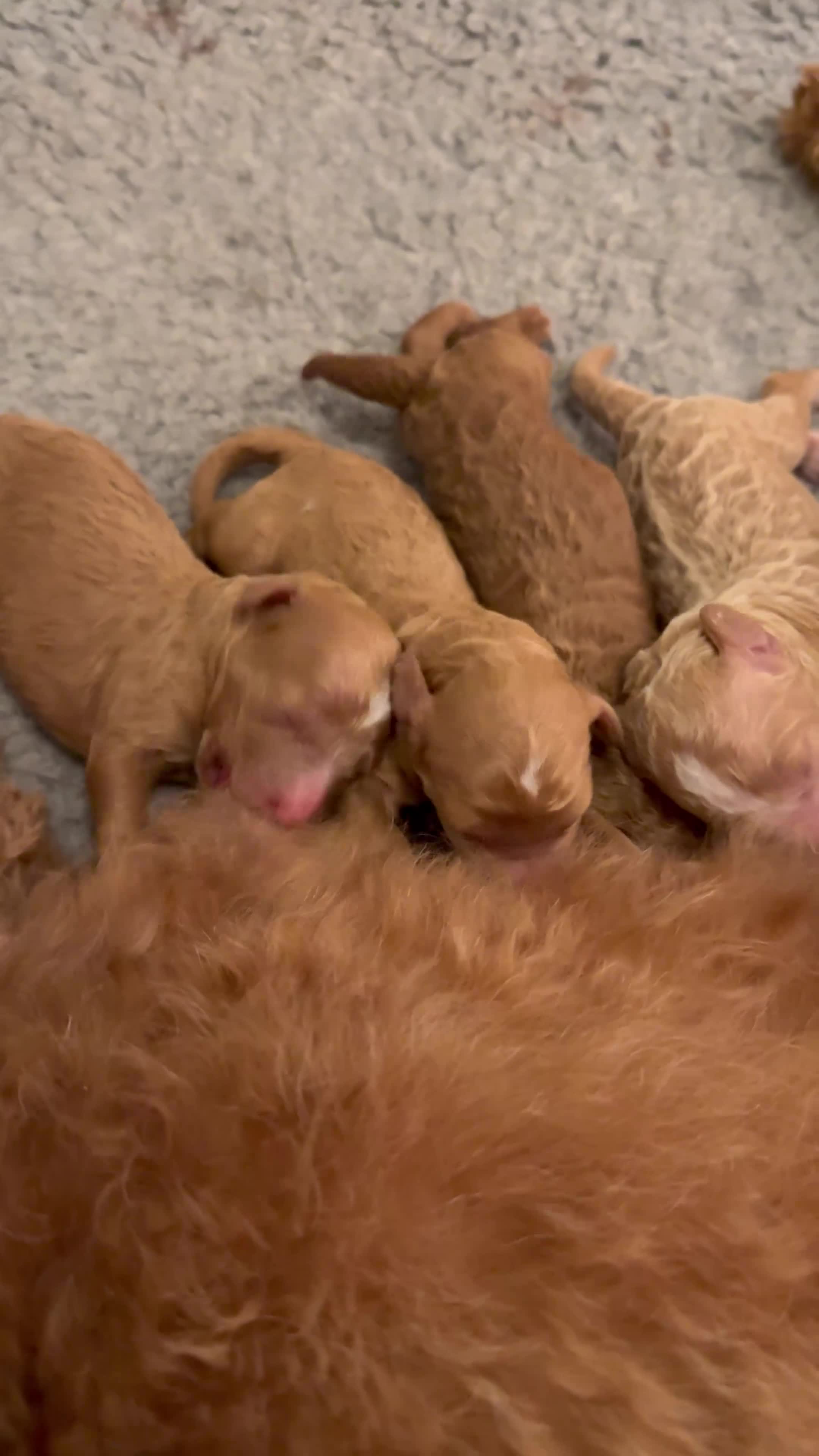 Australian Labradoodle dogs for sale: ❤️❤️ AUSTRALIAN GOLDENDOODLES ❤️❤️ - Video 2