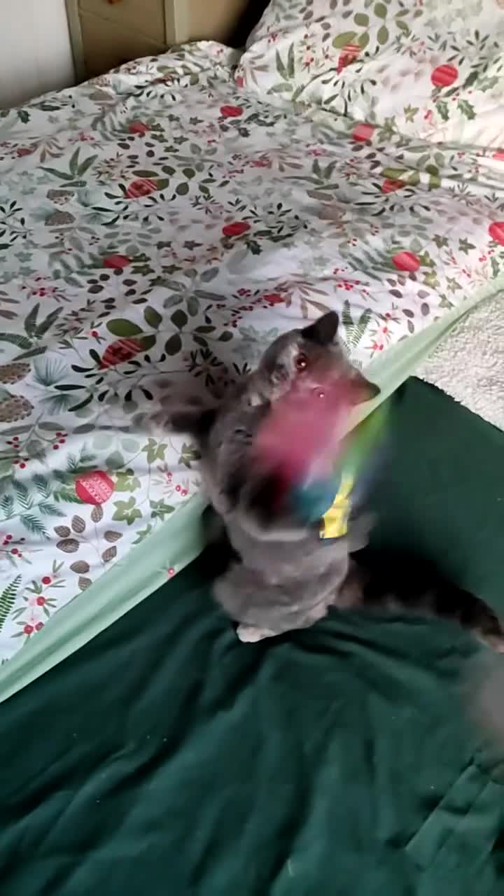 British Shorthair cats for sale:  GCCF CH lines. Beautiful BSH odd eyes boy & girl. - Video 1