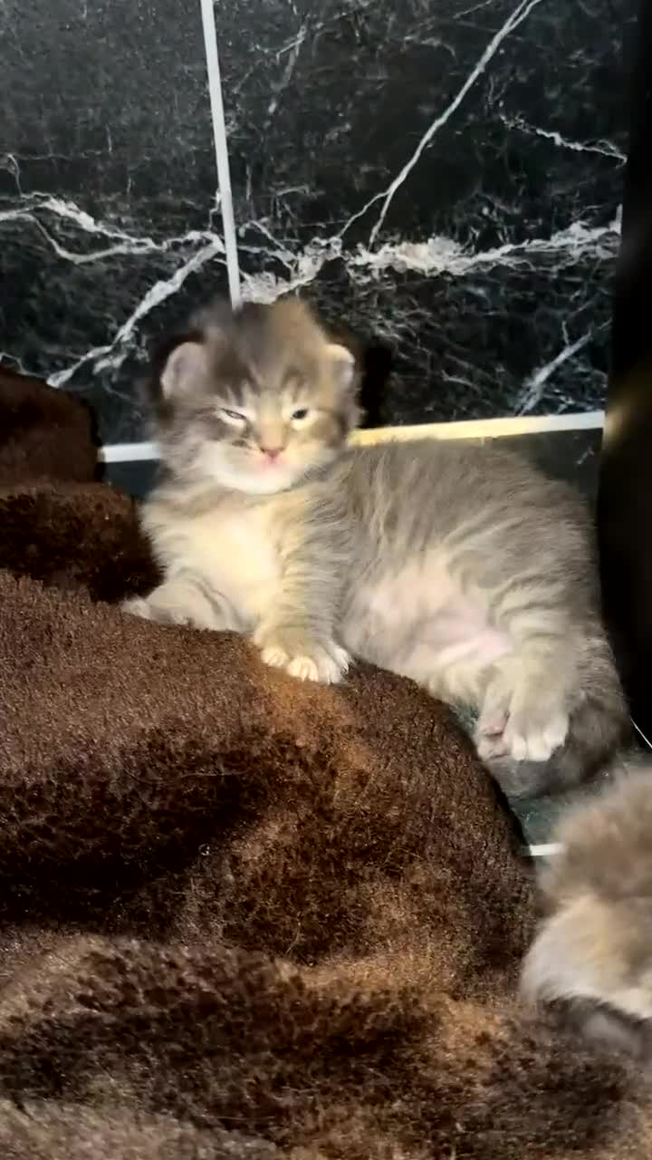 Maine Coon cats for sale: maine coon kittens  - Video 1