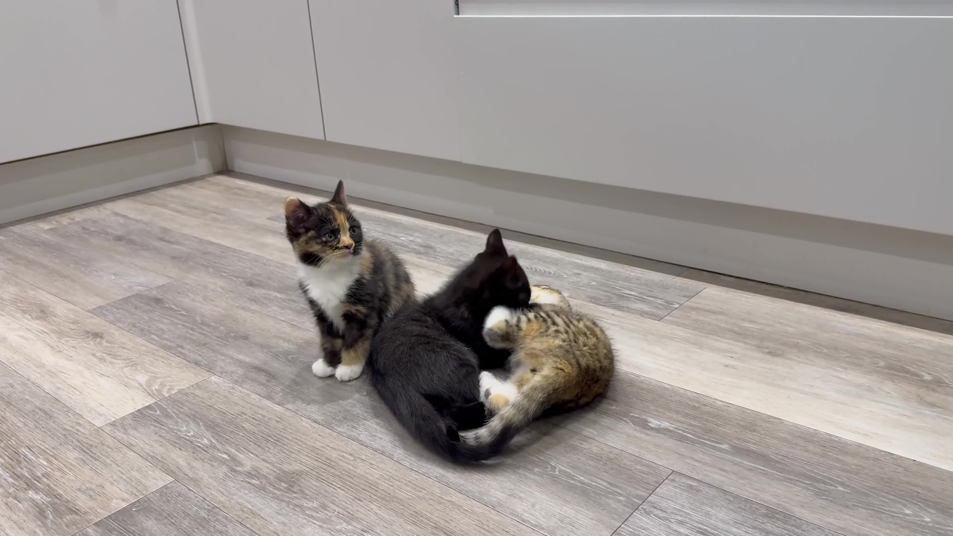 Persian cats for sale: Persian mixed kittens ready to find forever home  - Video 1