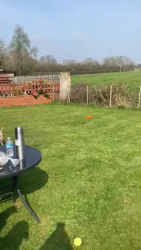 Mixed Breed dogs for adoption: 🐾💛Gentle BELLA – Learning to Feel Safe Again💛🐾 - Video 1