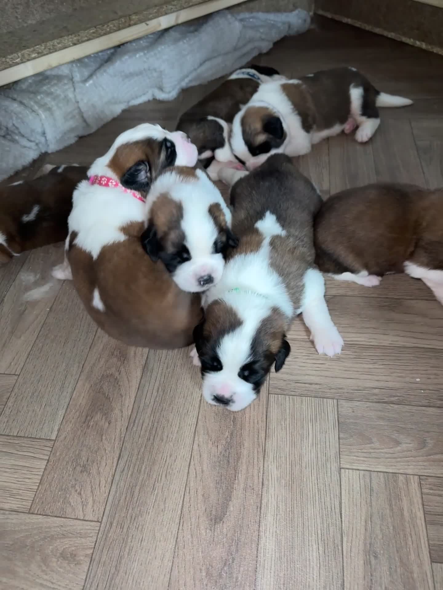 Saint Bernard dogs for sale: ONLY FEMALES LEFT!Saint Bernard Puppies For Sale🐶 - Video 2