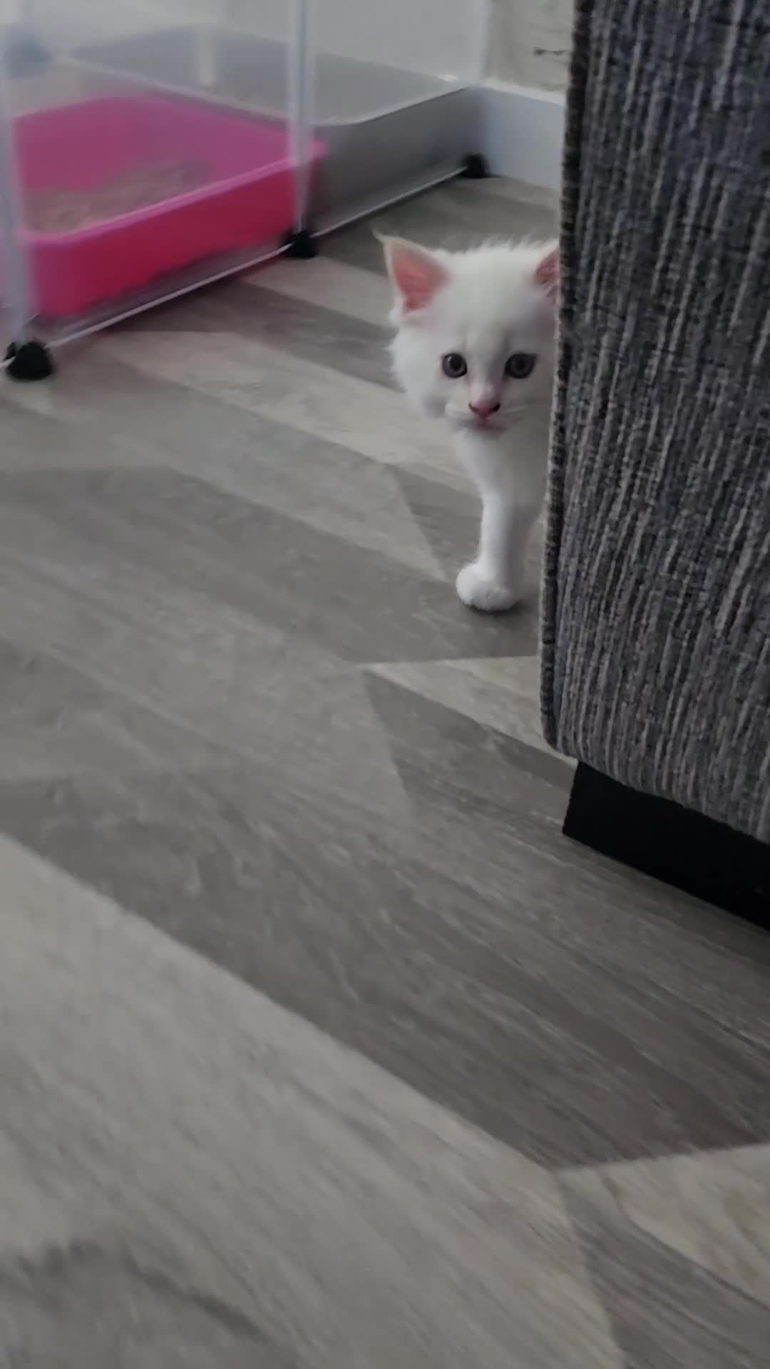 Mixed Breed cats for sale: Rare ragcoon 🥰🥰 - Video 1