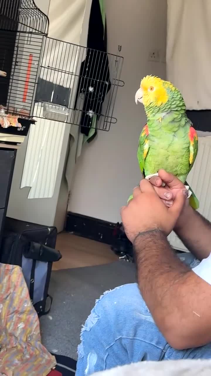 Parrots birds for sale: 🦜  Talking Amazon Parrot  - Video 1