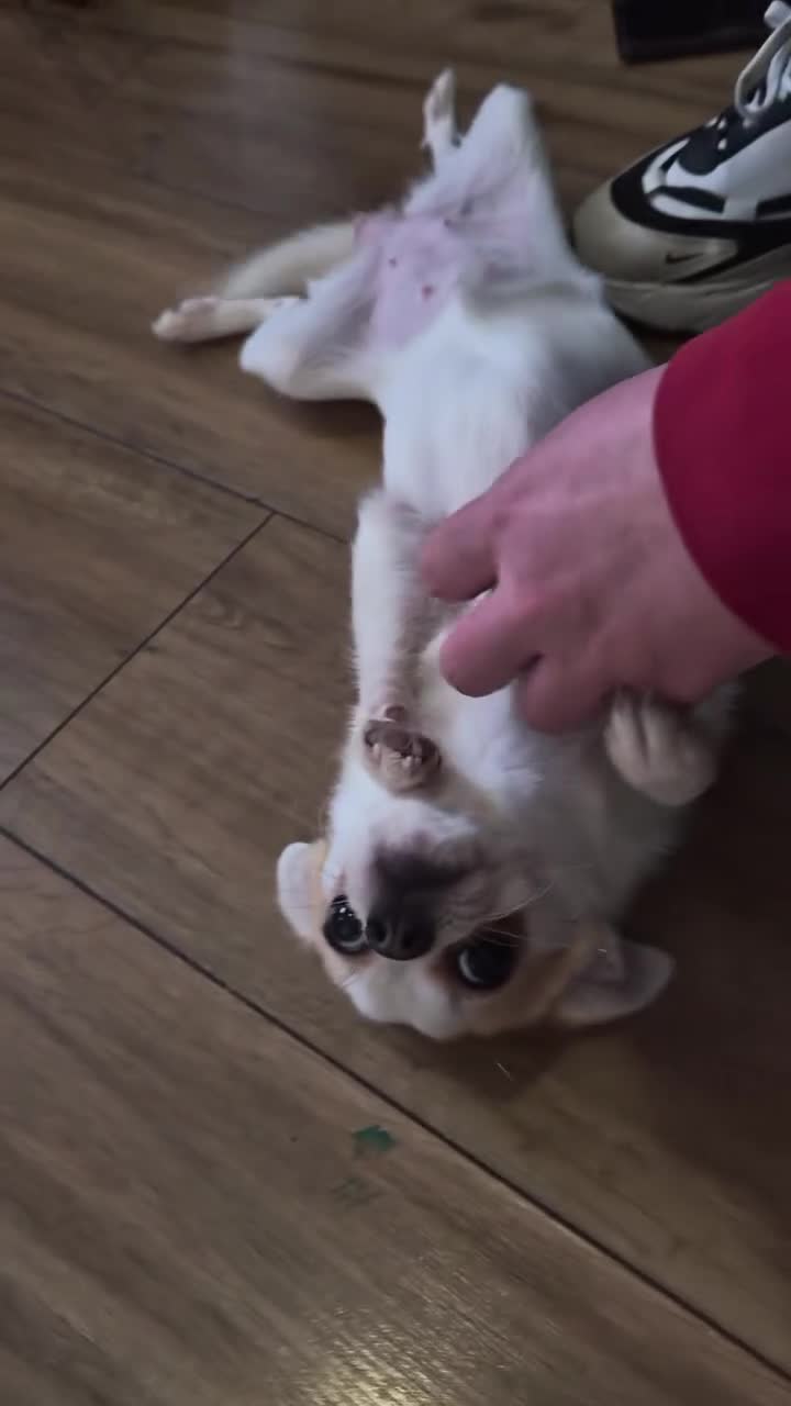 Pomchi dogs for sale: Beautiful Pomchi Puppy's 🐶 🐶 💙 - Video 3