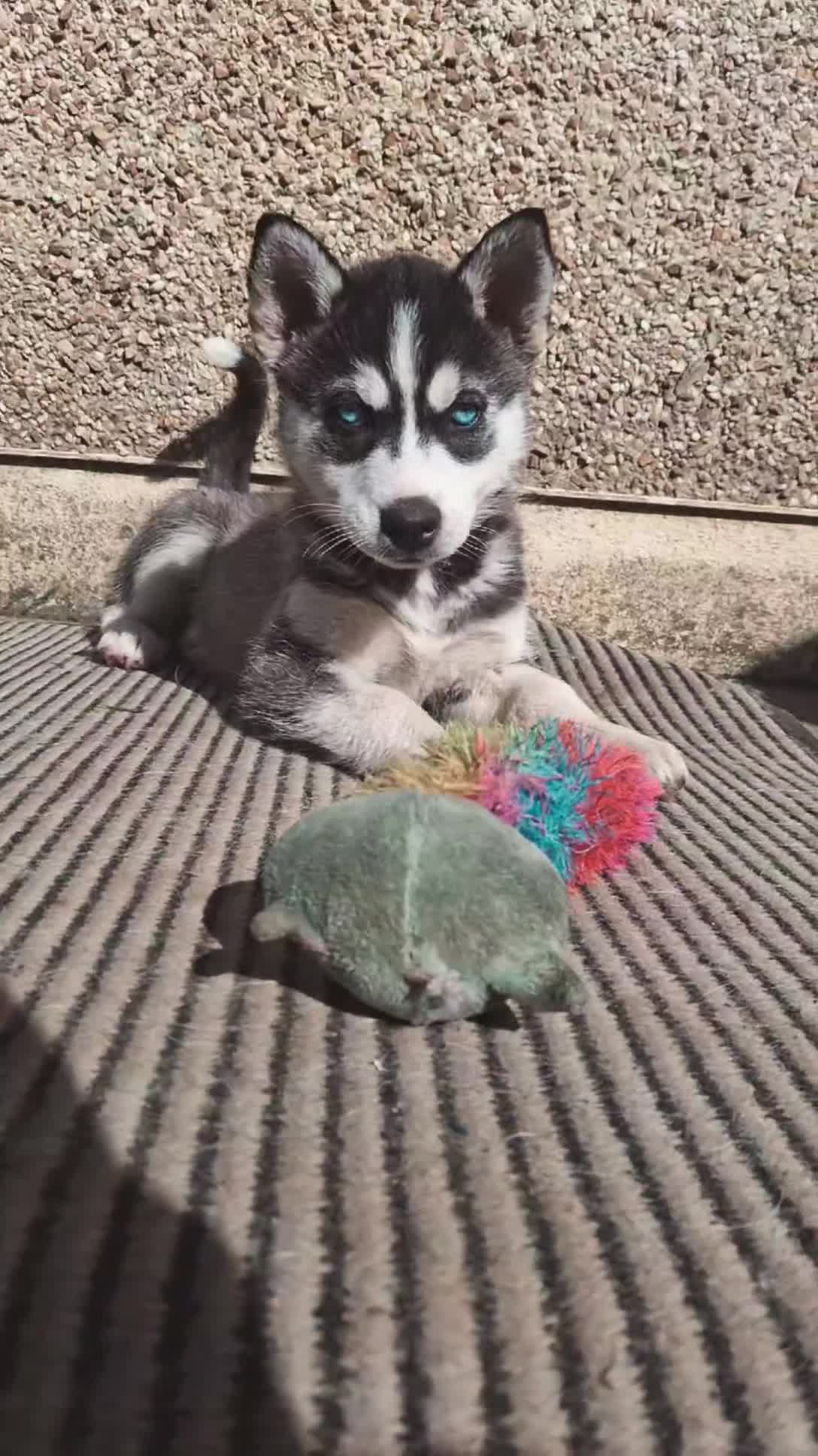 Pomsky dogs for sale: ❤️ POMSKY PUPPIES READY NOW ❤️ in Port Talbot - Video 4