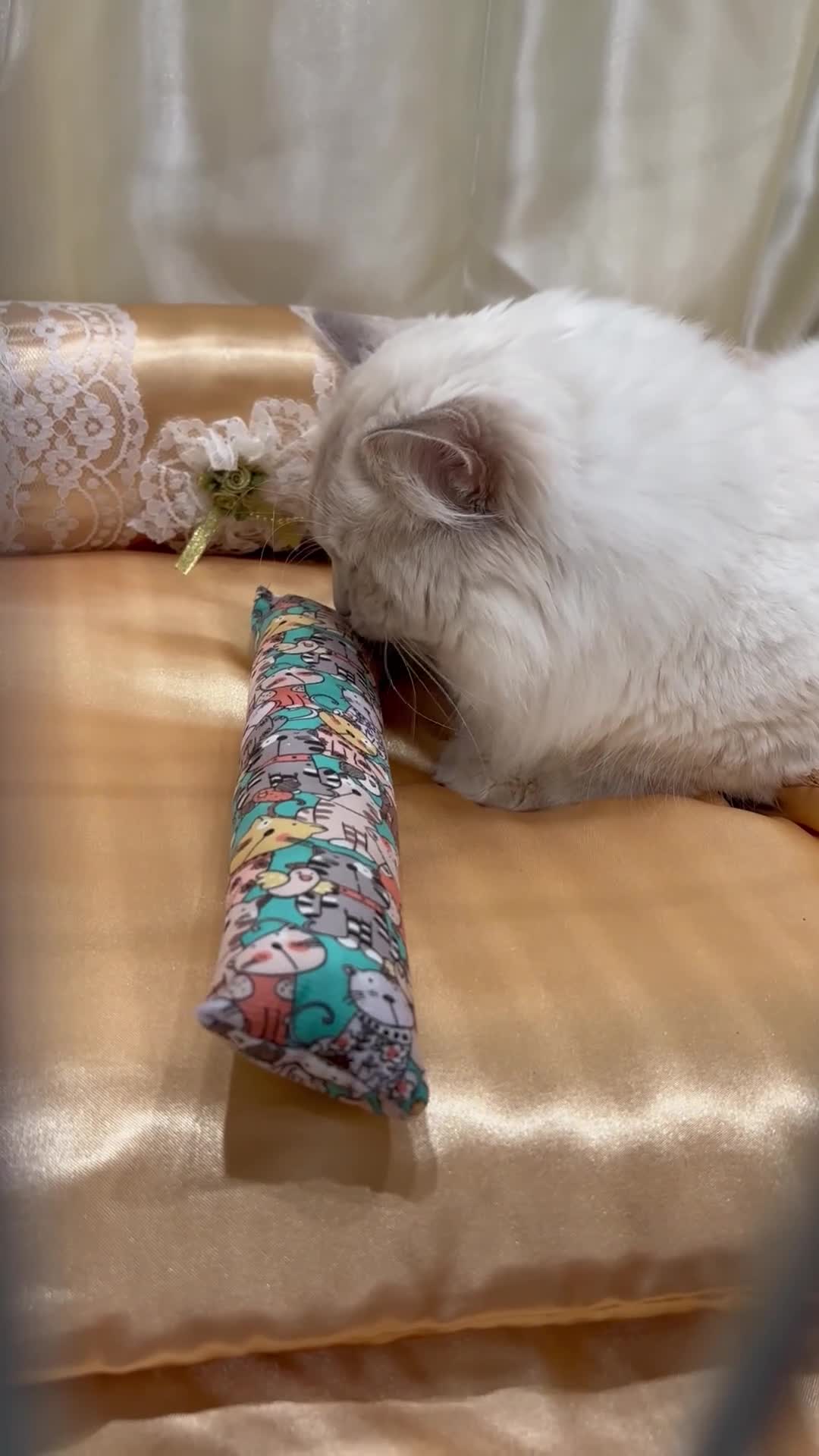 Ragdoll cats for stud: Dual registered GCCF GrCh Lilac Tabby Point - Video 1