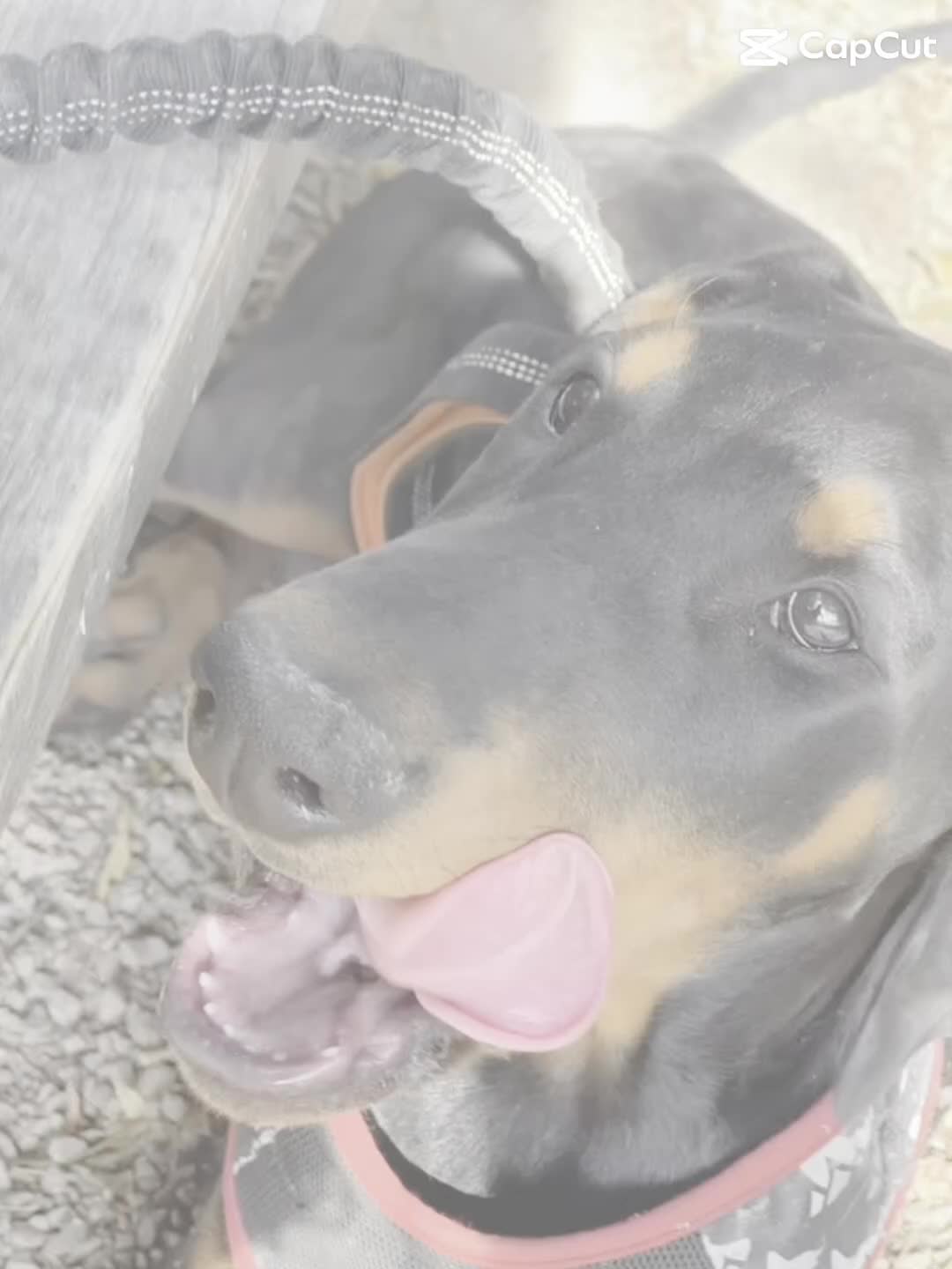 Dobermann dogs for sale: KC Registered Doberman Puppies 🐾 - Video 2