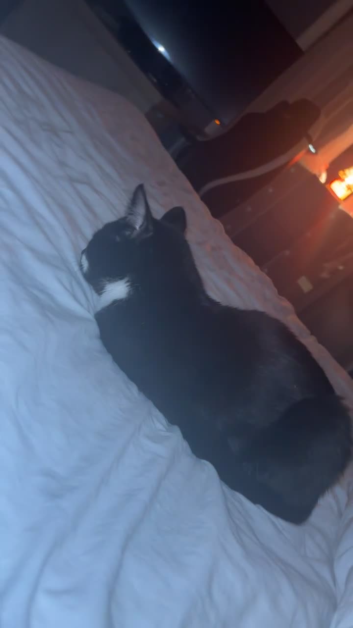 Mixed Breed cats for sale: Milo and Nina  - Video 2