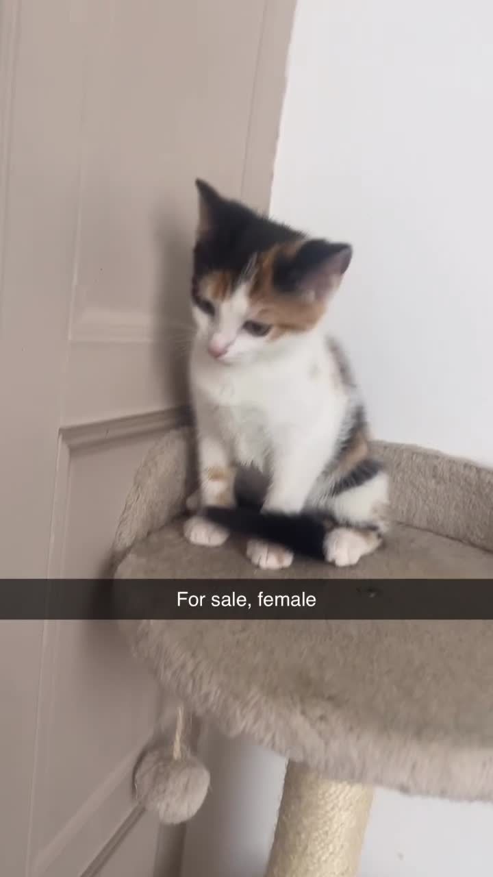Mixed Breed cats for sale: Kitten for free must collect  in Pudsey - Video 1