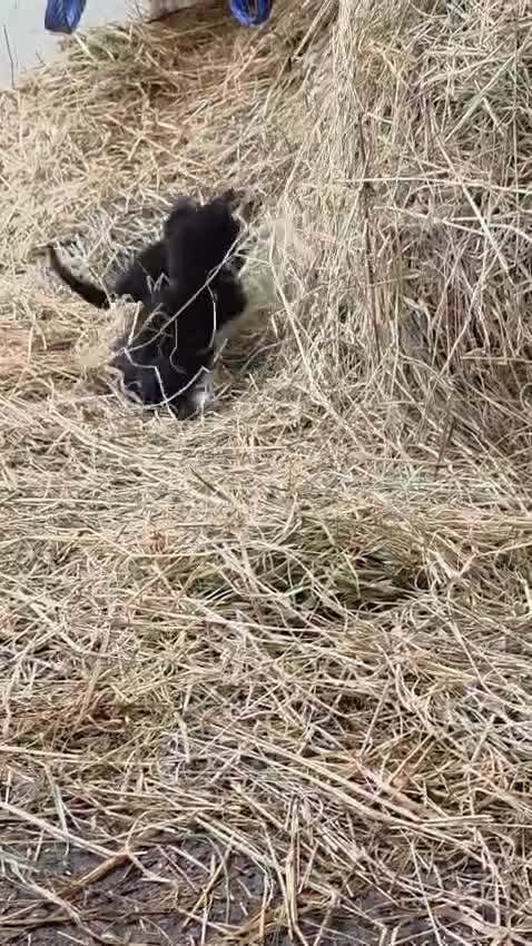 Mixed Breed cats for sale: Farm kittens  - Video 1