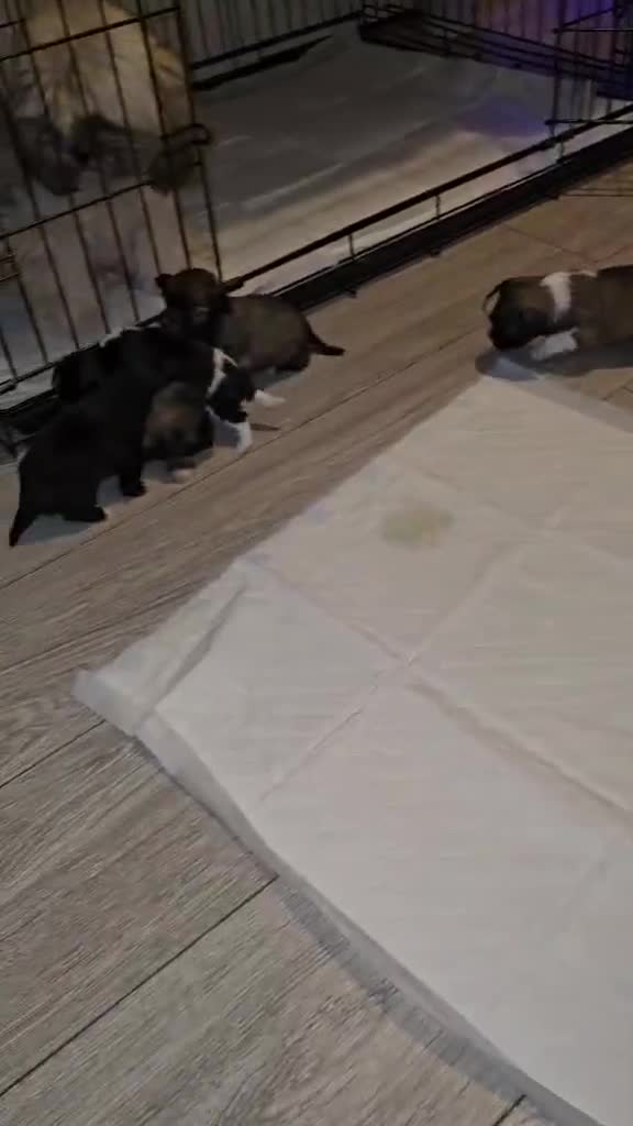 Shih Tzu dogs for sale: Shih Tzu puppies for sale - Video 1