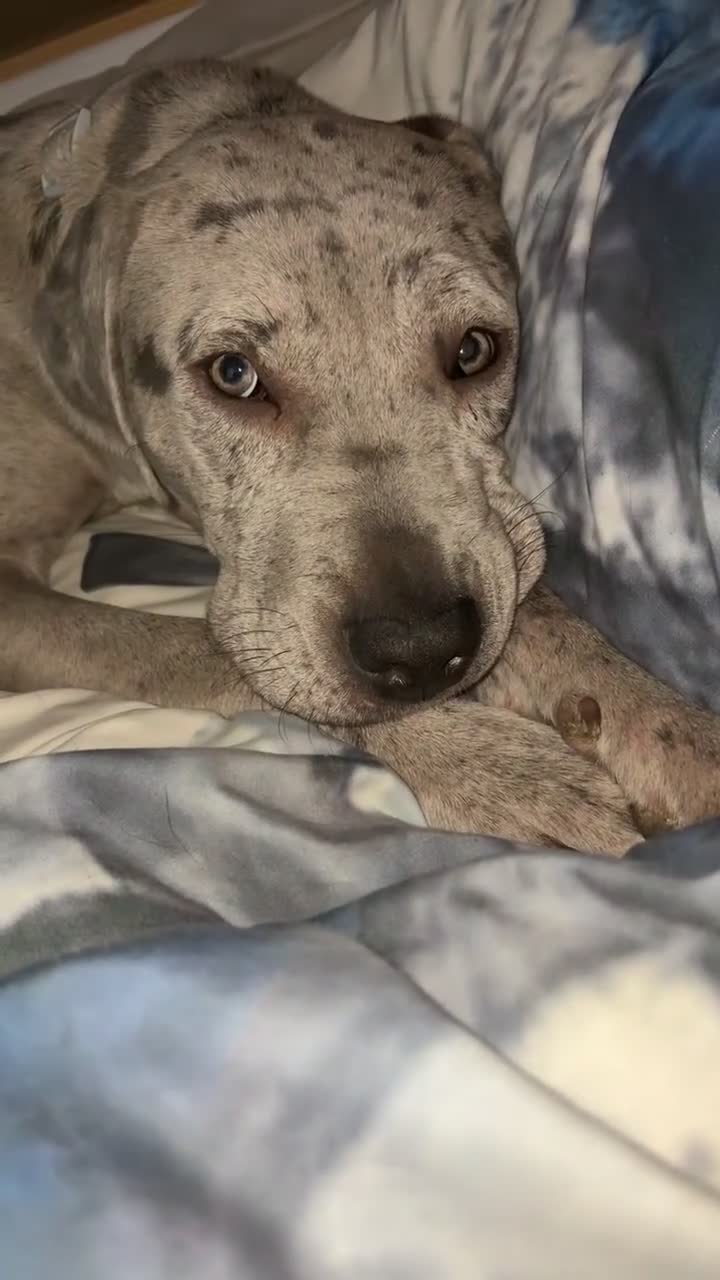 Mixed Breed dogs for sale: Beautiful Merle Mastiff - Video 1