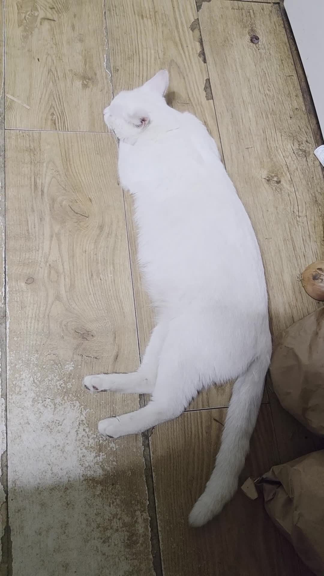 British Shorthair cats for sale: Gorgeous white and mixed Bsh cross - Video 1