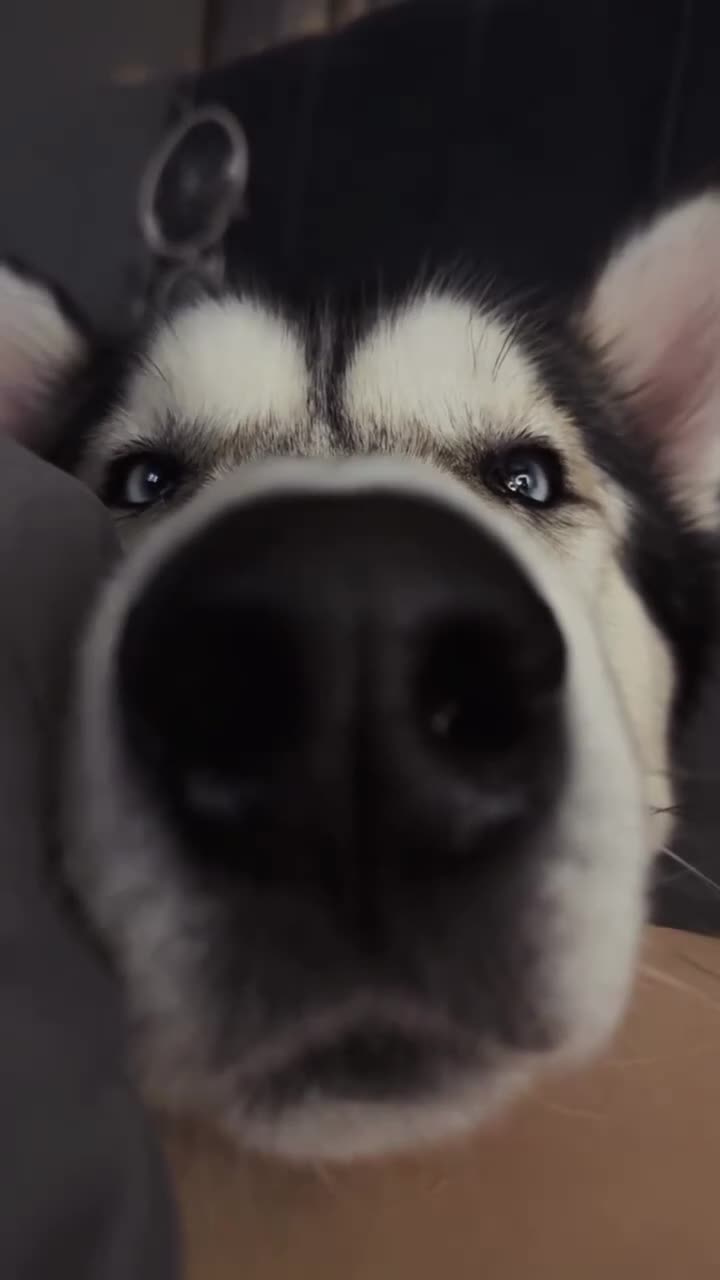 Utonagan dogs for sale: Koda (Wolfie) - Video 2