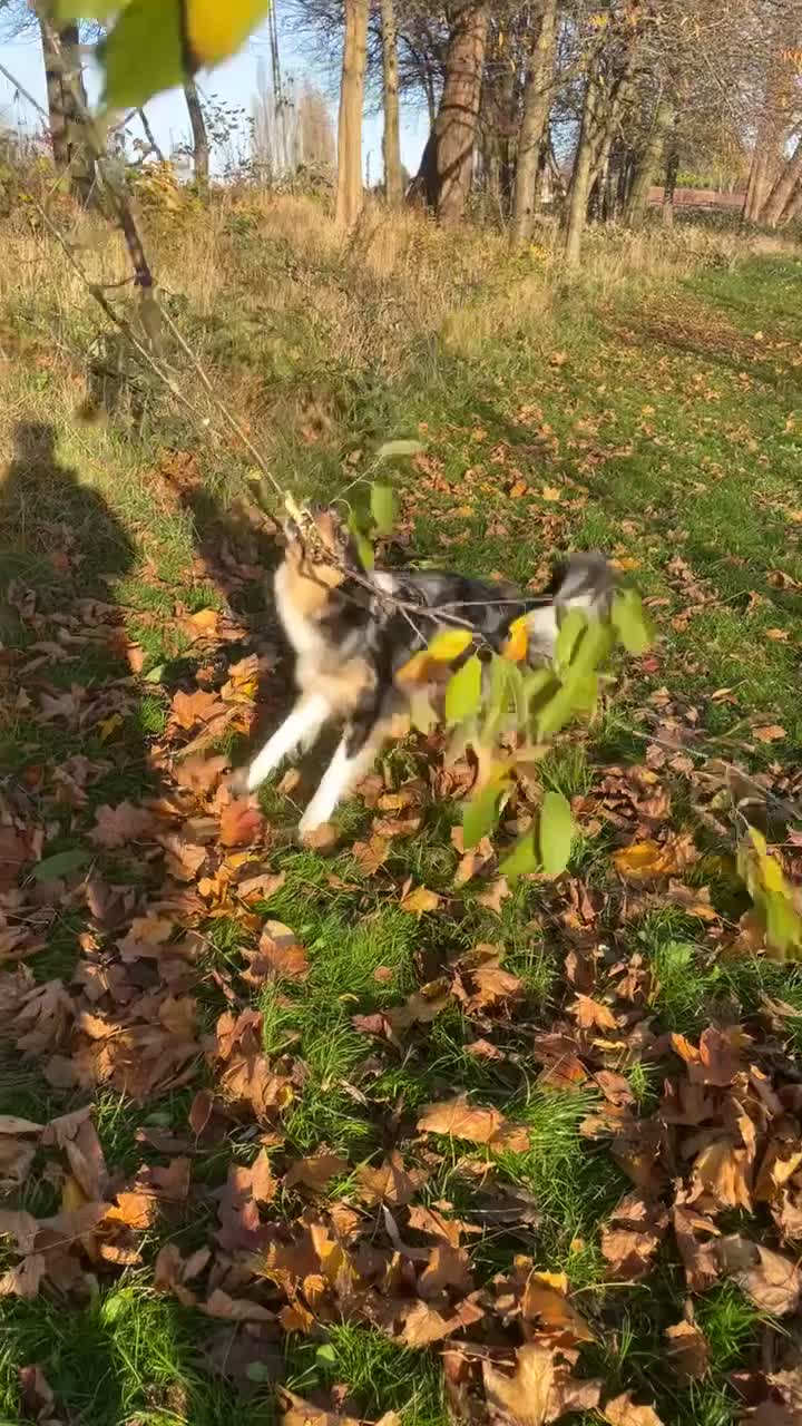 Border Collie dogs for stud: BORDER COLLIE STUD AVAILABLE in Prescot - Video 1