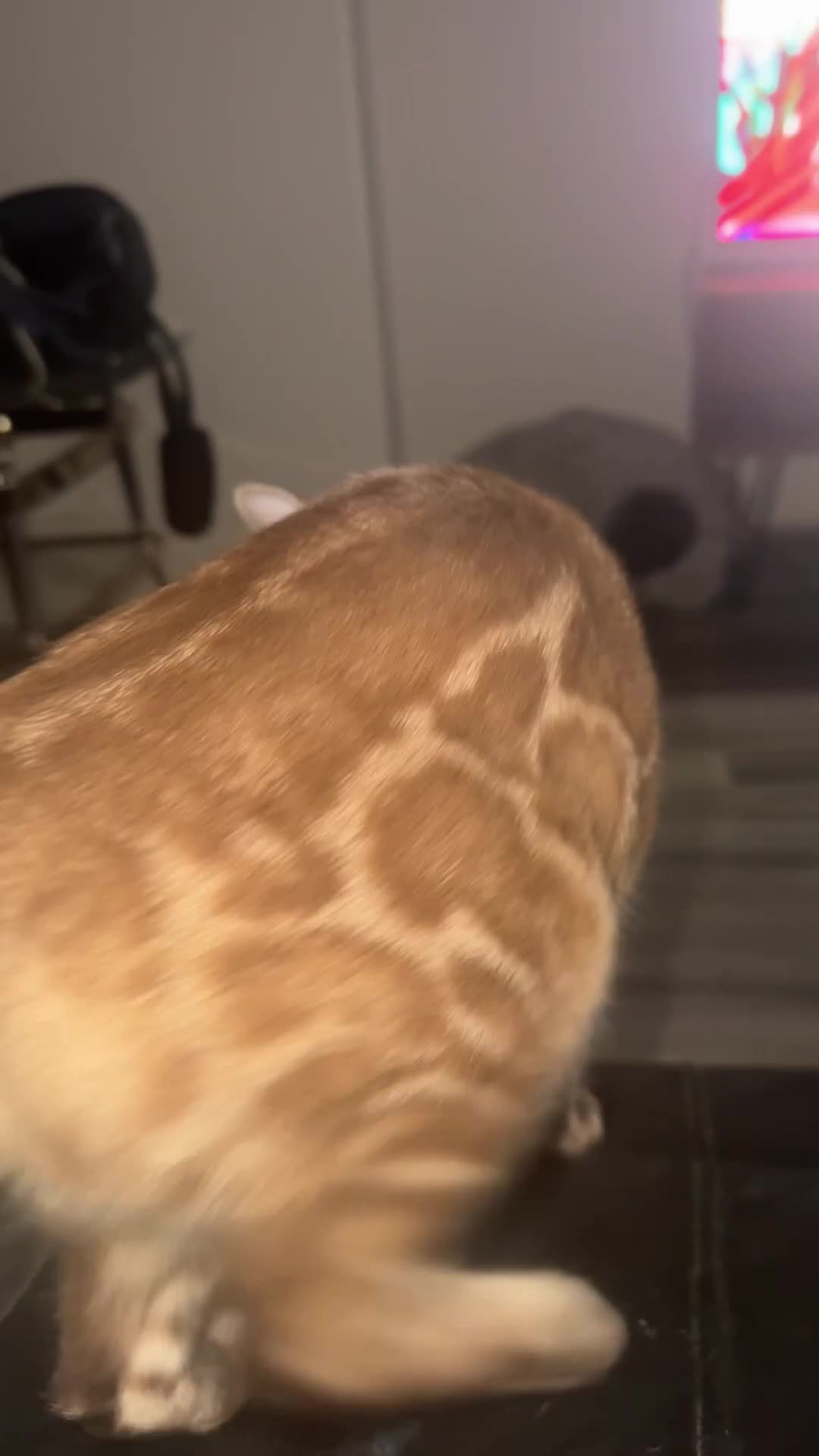 Bengal cats for sale: Beautiful Bengal Girl 🐆 - Video 2