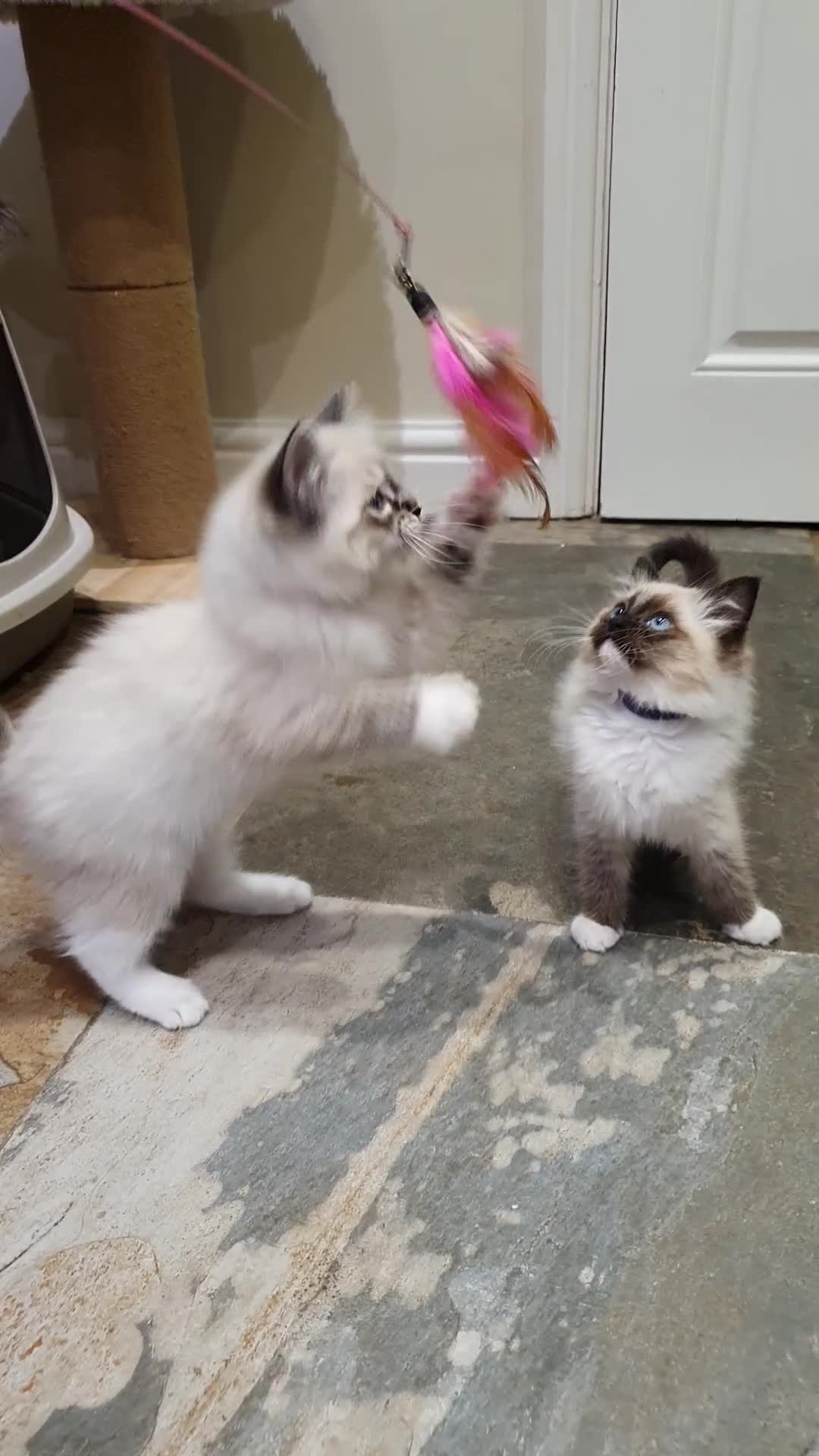 Ragdoll cats for sale: Stunning GCCF Registered Ragdoll Kittens. - Video 1