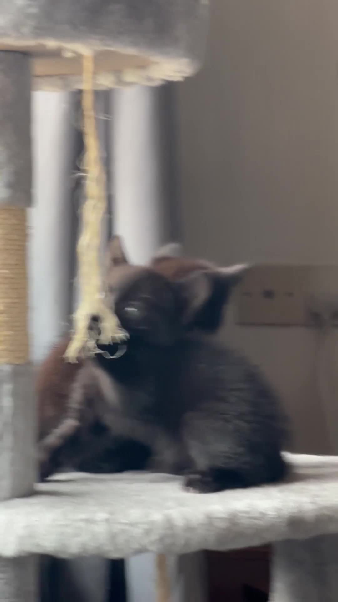 Mixed Breed cats for sale: 5 female kittens for sale - Video 1
