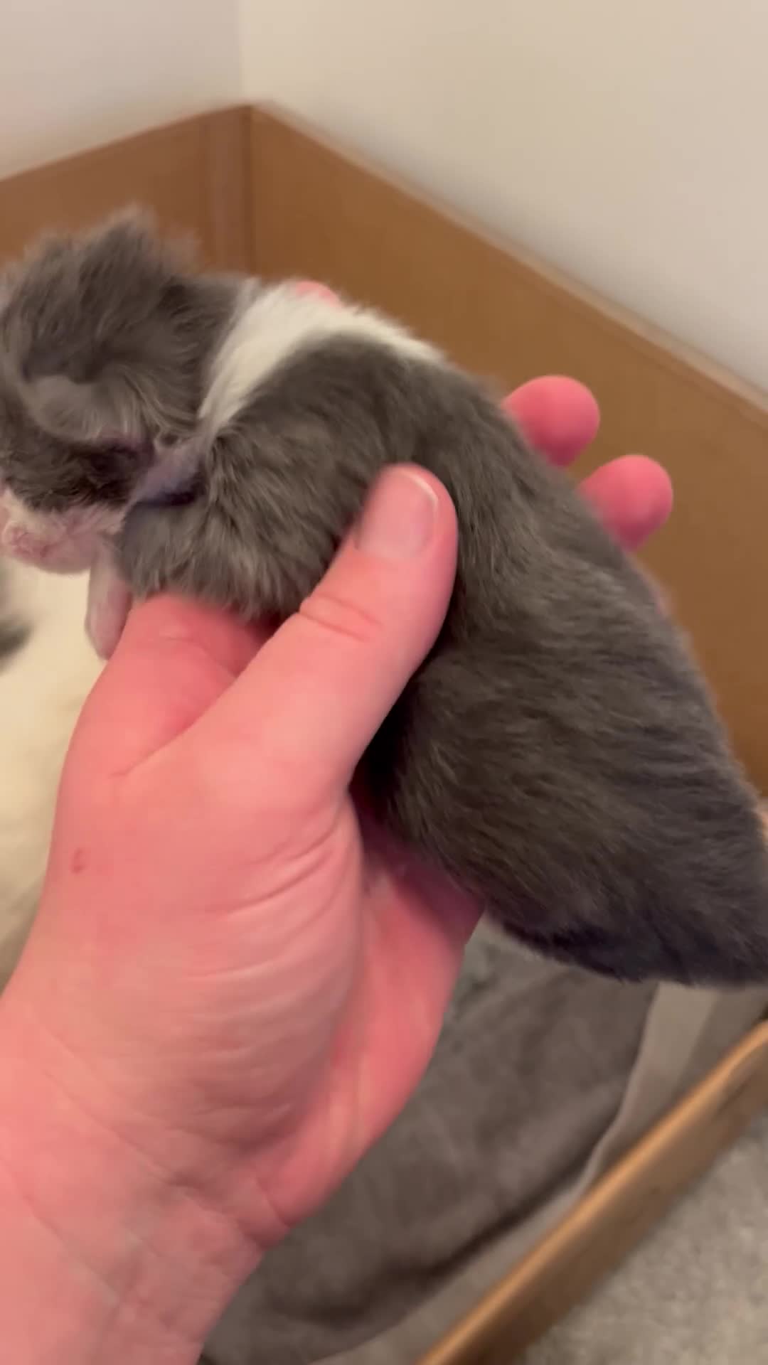 Mixed Breed cats for sale: Ragdoll x Mainecoon Kittens  in Sandown - Video 2