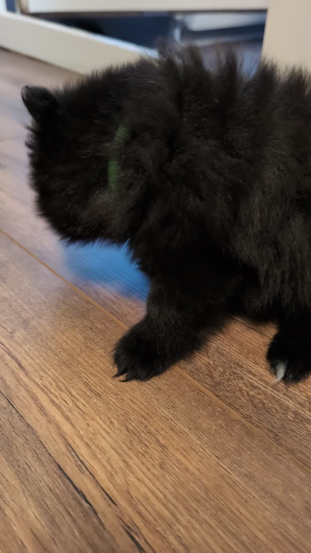 Pomeranian dogs for sale: Miniature Pomeranians - Video 3