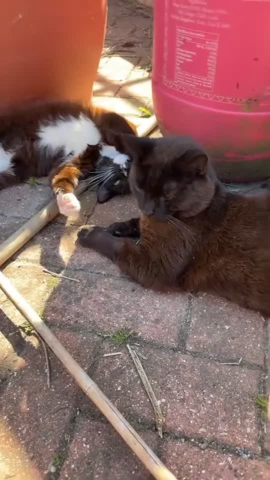 Mixed Breed cats for sale: TWO FRIENDLY CATS FOR SALE  in Ashford - Video 1