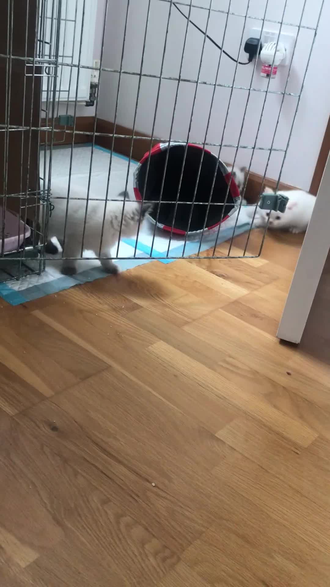 Ragdoll cats for sale: Beautiful Flame/ Cream Ragdoll kittens - Video 1