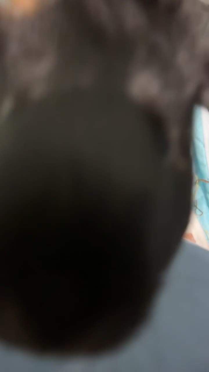 Guinea Pig rodents for sale: Male guinea pig  - Video 1