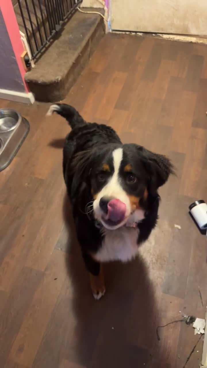 Bernese Mountain Dog dogs for sale: Bernese Mountain dog Puppy – Looking for Home - Video 2