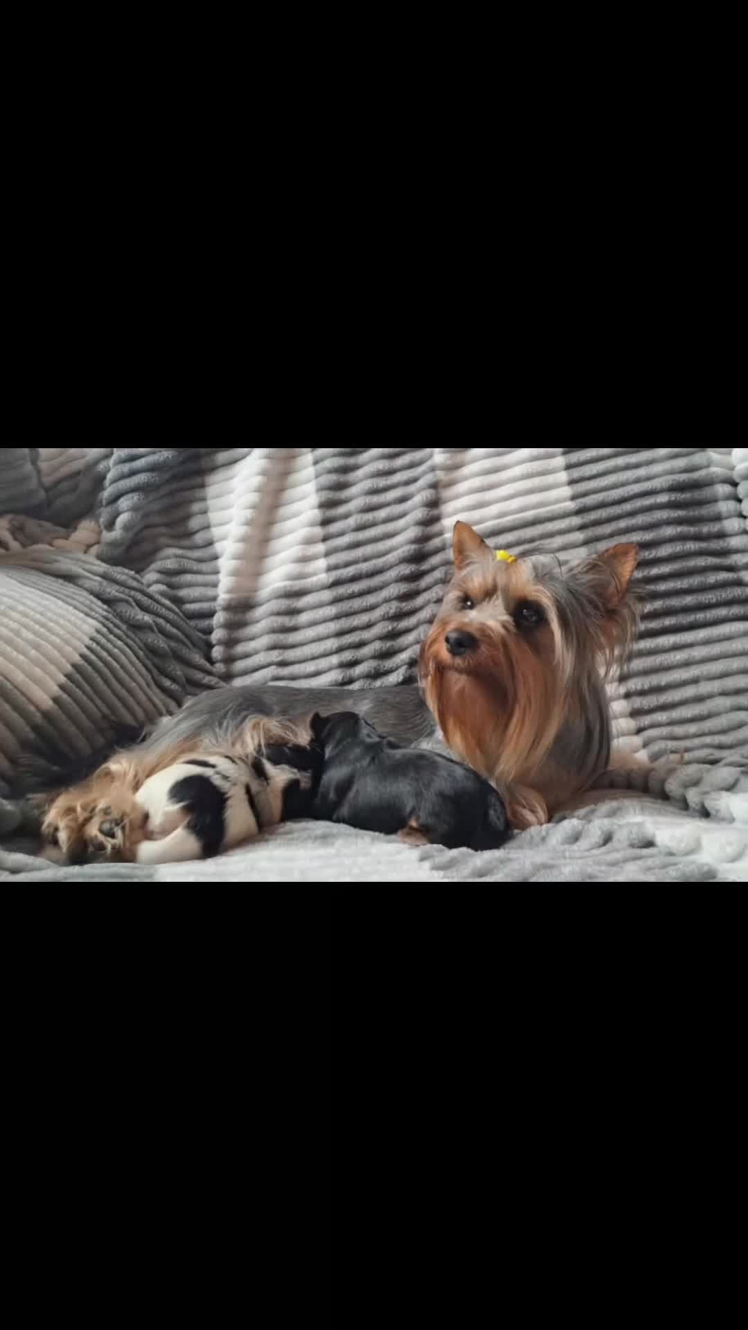 Yorkshire Terrier dogs for sale: Beautiful Biewer Yorkshire pups*LASTBOY Readynow* in Andover - Video 2