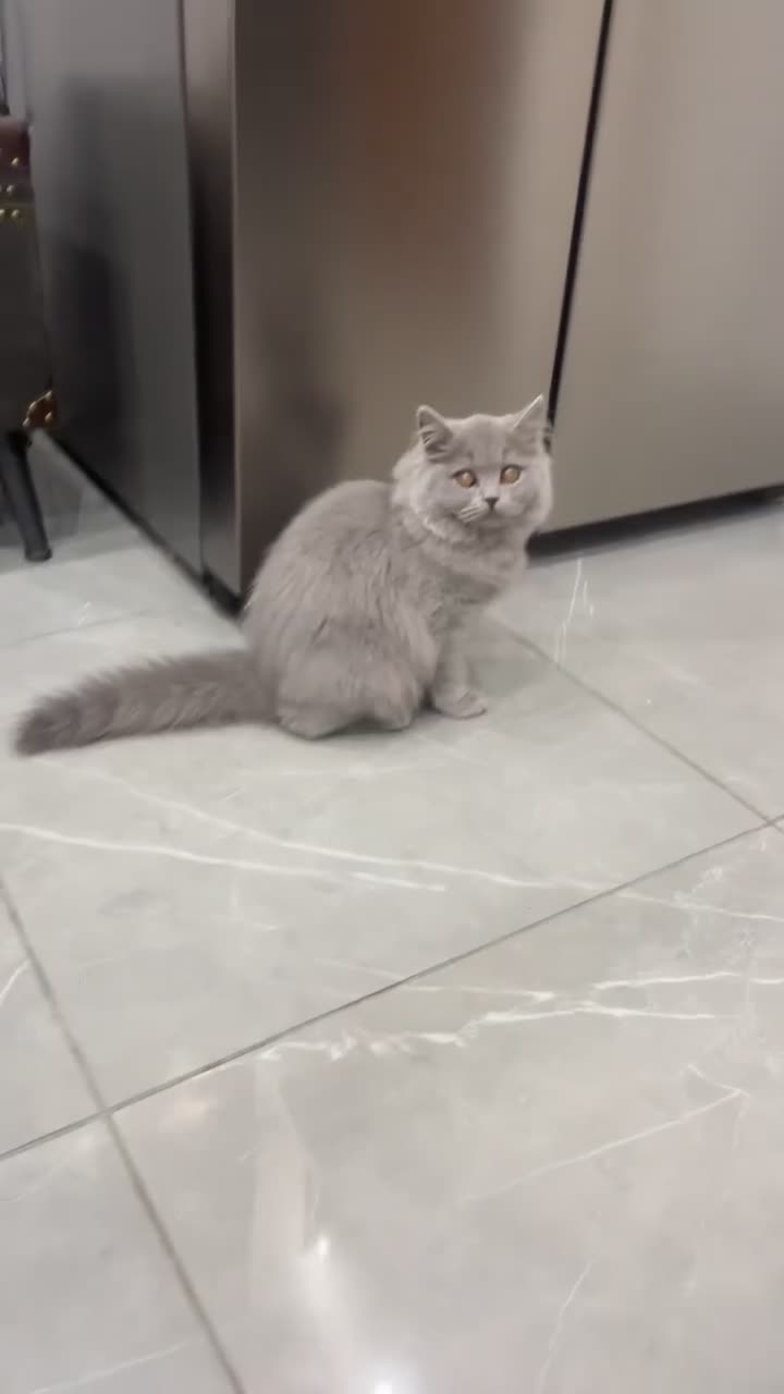 British Longhair cats for sale: 🏡 Loving Home Wanted for My Beautiful Girl 🐾 - Video 1
