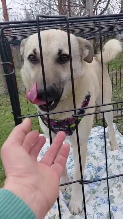 Mixed Breed dogs for adoption: 🐾💛OZZY – From Abandoned Puppy to Best Friend💛🐾 in Nottingham - Video 2
