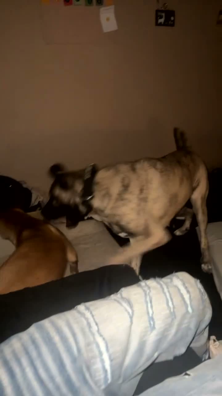 Belgian Shepherd Dog dogs for sale: Belgian mali for sale PLEASE READ!!!! - Video 1