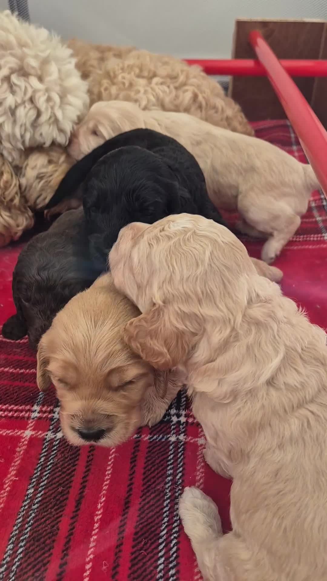 Cockapoo dogs for sale: Absolutely beautiful F1 Cockapoos  - Video 1