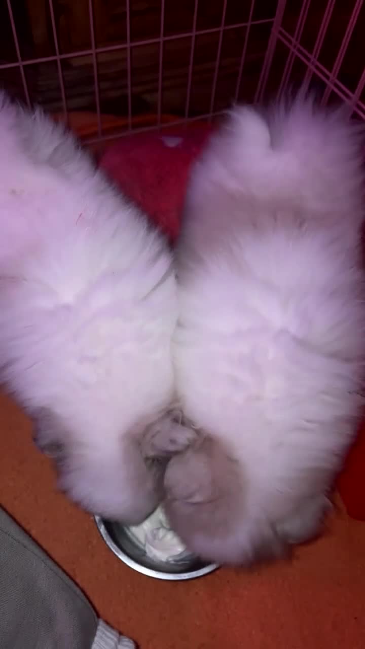 Pomeranian dogs for sale: beautiful Pomeranians  boys - Video 1